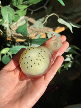 Load image into Gallery viewer, Kiwi snails B GRADE