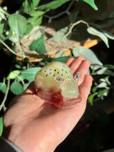 Load image into Gallery viewer, Kiwi snails B GRADE