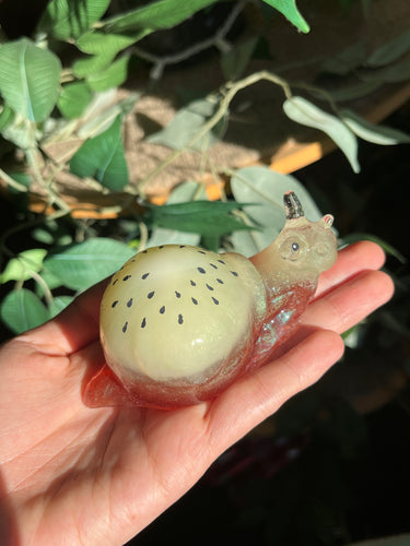 Kiwi snails B GRADE