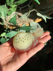 Kiwi snails B GRADE